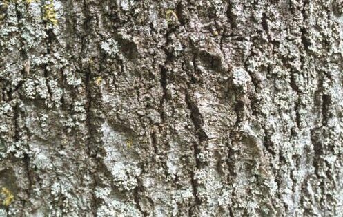 Φλοιός Aspen κατά των παρασίτων